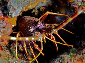 European spiny crayfish