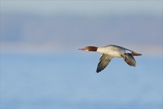 Goosander