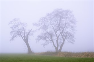 Tree in the fog