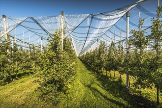 Apple orchard protected with hail net
