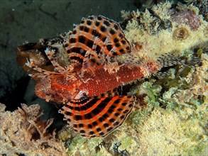 Red Sea dwarf lionfish