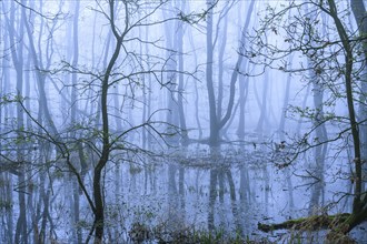 Flooded alder swamp on the shore of Lake Duemmer