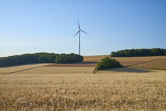 Grain field with forest and windturbine