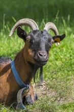 Domestic goat at petting zoo