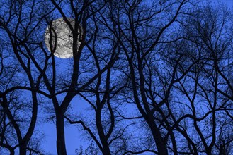 Creepy image showing full moon behind twisted tree trunks with bare branches of poplars silhouetted against blue night sky in autumn