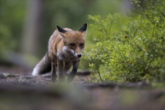 Red fox lured on a forest path with hare lament