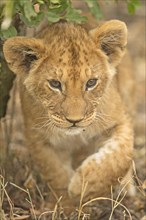 Close up of a young African lion cub in Masai Mara