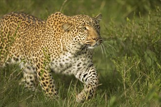 African leopard stalking through green grass in Masai Mara