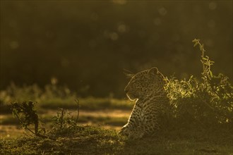Backlit African leopard sitting on the ground in Masai Mara
