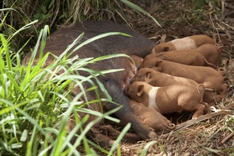 Domestic pig suckling piglets on farmland in the Vinales Valley