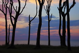 Sunset over the Baltic Sea seen through silhouetted beech trees at Ghost Wood