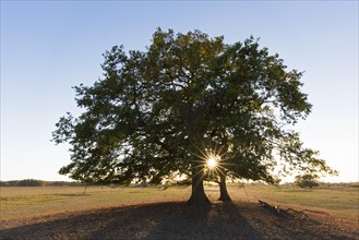 Sun shining behind common oak