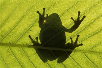 Silhouette of European tree frog