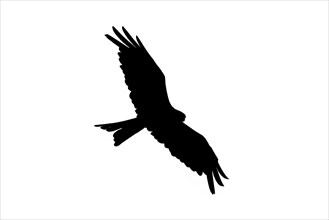 Silhouette of soaring red kite