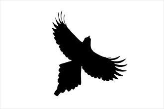 Silhouette of Eurasian magpie