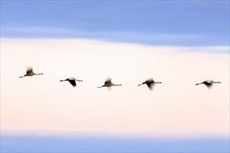 Migrating flock of common cranes