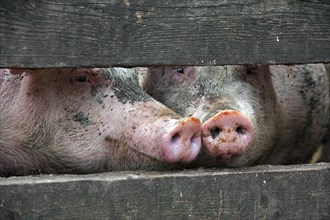 Two curious domestic pigs