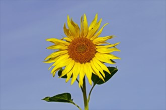 Common sunflower