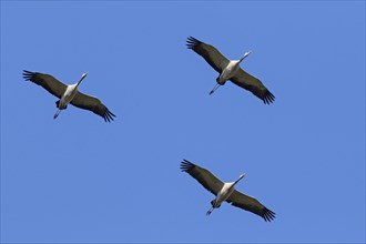 Three migrating common cranes