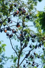 Colony of giant golden-crowned flying fox