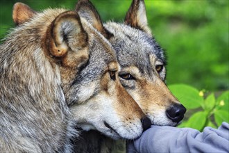 Two hand-reared gray wolves