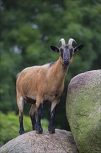 Domestic pygmy goat