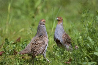 Two territorial male grey partridges