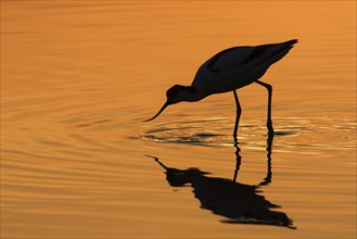 Pied avocet