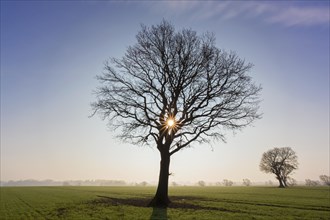 Silhouette of solitary common oak