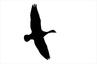 Silhouette of barnacle goose