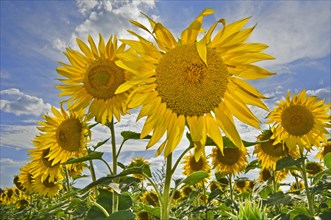 Field with flowering common sunflowers