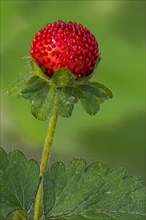 Mock strawberry
