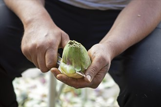 Men's hands cut open an artichoke