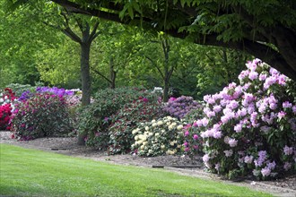 Rhododendron bushes in the Bremen Botanical Garden