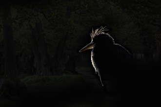Rim light silhouette of grey heron