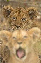 Head shots of two African lion cubs in Masai Mara