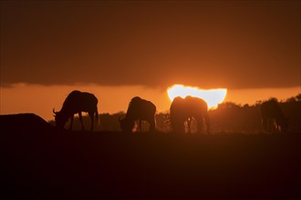 Grazing wildebeests at sunset in the plains of Masai Mara
