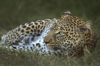 Resting African leopard looking away towards the distance in Masai Mara