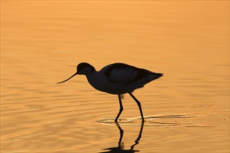 Pied avocet