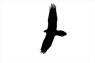Silhouette of soaring bearded vulture