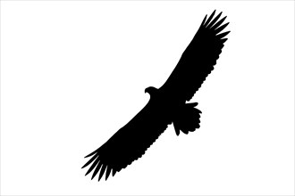 Silhouette of white-tailed eagle