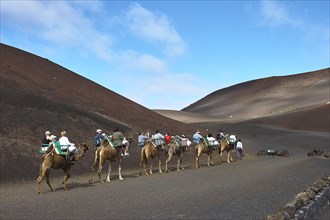 Camel safari from behind