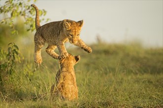 Two lion cubs playing with each other in the grasslands of Masai Mara