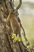 African leopard cub looks away while climbing a big tree in Masai Mara