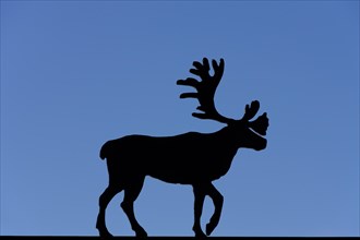 Silhouette of reindeer