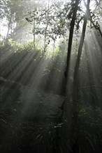Sunrays breaking through canopy in forest at the Tsitsikamma Coastal National Park