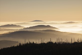 View from Mount Lusen over the Bavarian Forest covered in mist at sunrise