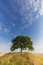 Solitary common oak