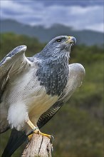Western black-chested buzzard-eagle