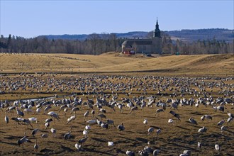Flock of common cranes